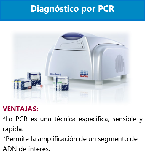 Diagnostico PCR