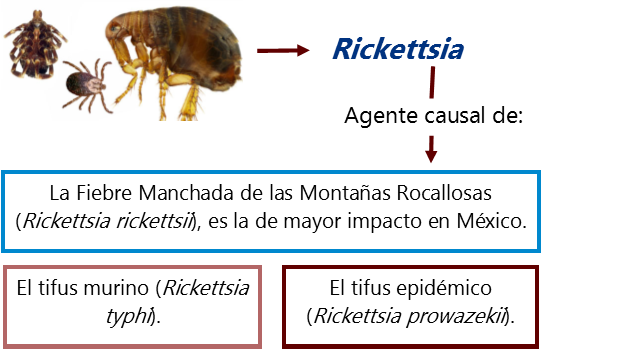 Ricketsia